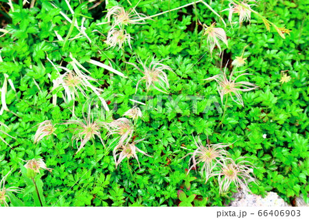 美しき高山植物　その2006　　：　　花と植物が織りなす色紙　その2006 66406903