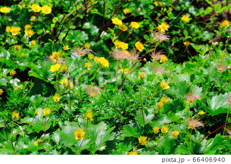 美しき高山植物　その2006　　：　　花と植物が織りなす色紙　その2006 66406940