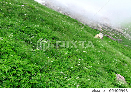 美しき高山植物 その2006  :  花と植物が織りなす色紙 その2006 美しき高山植物 その2006  :  花と植物が織りなす色紙 その2006 66406948