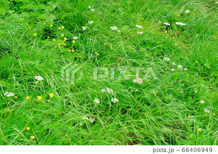 美しき高山植物　その2006　　：　　花と植物が織りなす色紙　その2006 66406949