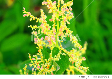 美しき高山植物　その2006　　：　　花と植物が織りなす色紙　その2006 66406994