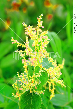 美しき高山植物 その2006 : 花と植物が織りなす色紙 その2006 美しき高山植物 その2006 : 花と植物が織りなす色紙 その2006 66406998