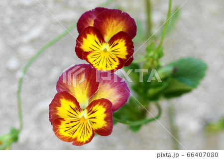 6月 多摩49パンジー・スミレ科・多摩グリーンライブセンター 6月 多摩49パンジー・スミレ科・多摩グリーンライブセンター 66407080