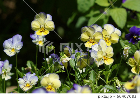 6月　多摩45ﾊﾟﾝｼﾞｰ･ｽﾐﾚ科･多摩ｸﾞﾘｰﾝﾗｲﾌﾞｾﾝﾀｰ 66407083