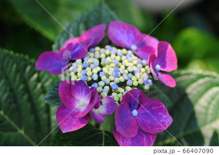 6月　多摩38ｶﾞｸｱｼﾞｻｲ･ｱｼﾞｻｲ科･紫陽花･多摩ｸﾞﾘｰﾝﾗｲﾌﾞｾﾝﾀｰ 66407090