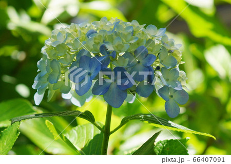 6月　多摩36ｱｼﾞｻｲ･ｱｼﾞｻｲ科･多摩ｸﾞﾘｰﾝﾗｲﾌﾞｾﾝﾀｰ 66407091