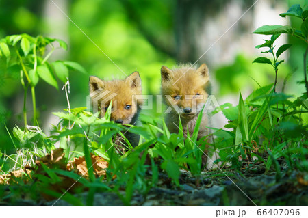 小狐の兄弟 66407096