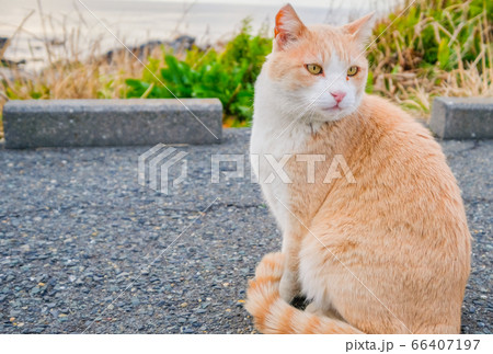 茶色の野良猫の写真素材 [66407197] - PIXTA
