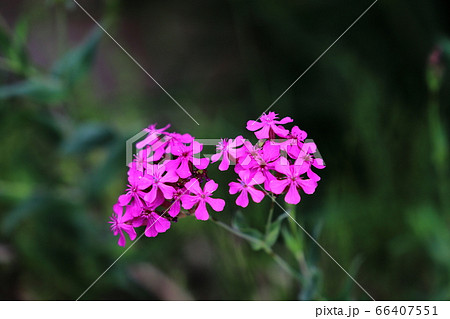 ムシトリナデシコの花 66407551