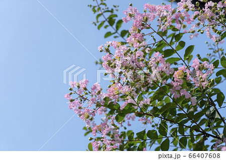 サルスベリ 66407608