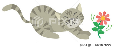 ネコ 猫 ねこ トラネコ とら猫 アメリカンショートヘア 動物 イラストのイラスト素材