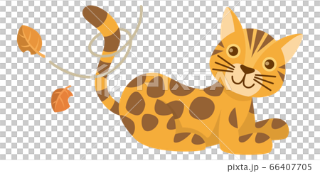 ネコ 猫 ねこ ベンガル ベンガルネコ 動物 イラストのイラスト素材