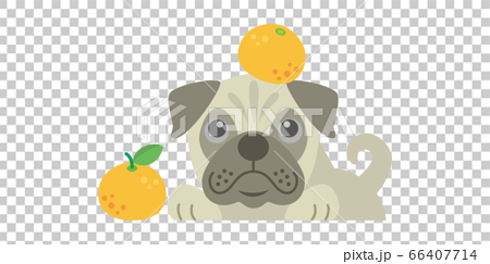 犬 いぬ イヌ Dog パグ Pug ペット 動物 イラストのイラスト素材