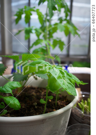 ベランダで野菜を育てる  ベランダで野菜を育てる  66407723