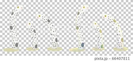 チンアナゴのイラスト(ベタ塗り・テクスチャ) チンアナゴのイラスト(ベタ塗り・テクスチャ) 66407811