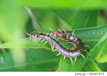 ムカデ(6月 雑草の中でうごめいているところ) ムカデ(6月 雑草の中でうごめいているところ) 66407979