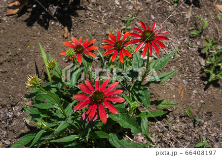 薬用植物として注目されるエキナセアの花 66408197