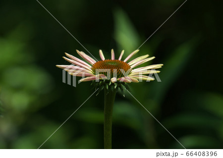 開き始めたエキナセアの花 66408396