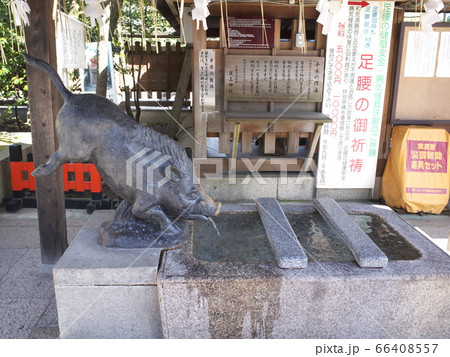 護王神社 霊猪手水舎の写真素材