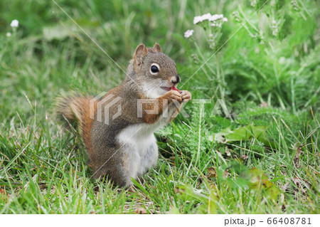 こりすちゃん Cute squirrelの写真素材 [66408781] - PIXTA