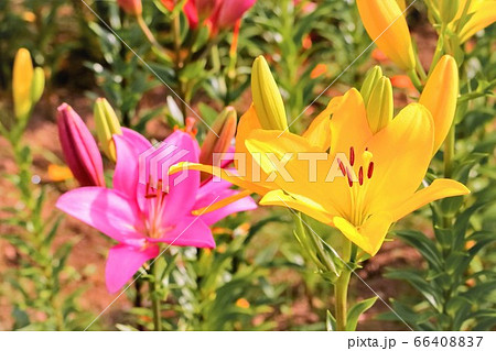 黄色とピンクの百合の花 黄色とピンクの百合の花 66408837