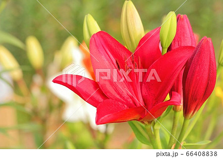 真っ赤な百合の花 66408838