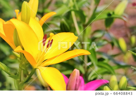 黄色い百合の花 黄色い百合の花 66408843