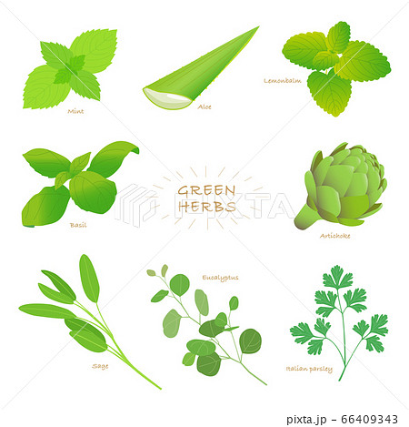 green_herbs_set 66409343