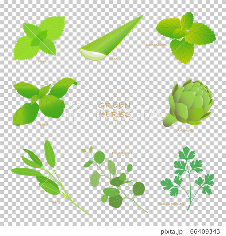 綠色 香草 草本的 66409343
