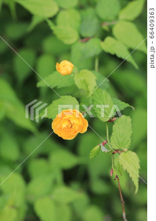 ヤマブキ 66409363