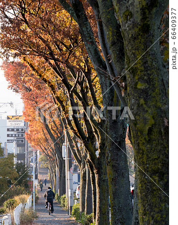 河内長野市 外環状線のケヤキ 66409377