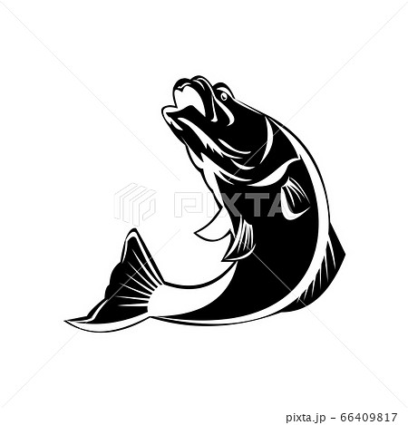 Barramundi Fish Jumping Up Isolated Black Andのイラスト素材