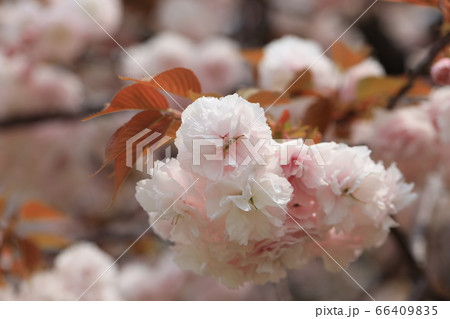 さくら さくら 66409835