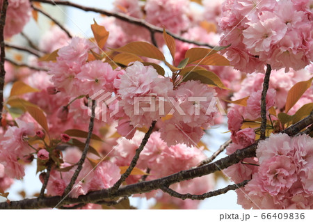 さくら さくら 66409836
