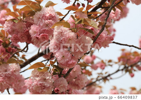 さくら さくら 66409837