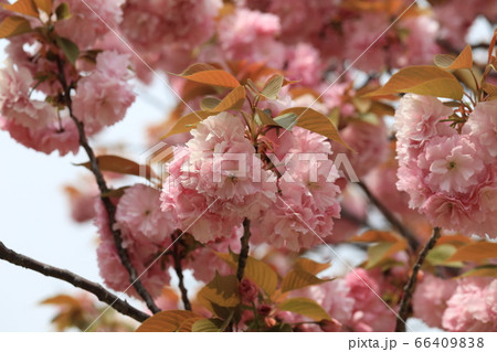 さくら 66409838