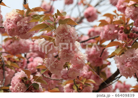 さくら さくら 66409839