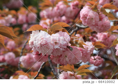 さくら さくら 66410002