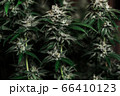 Big green leaves of marijuana close up 66410123