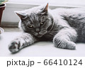 Beautiful british cat lies on the windowsill 66410124