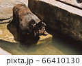 Beautiful young brown bear near the water 66410130