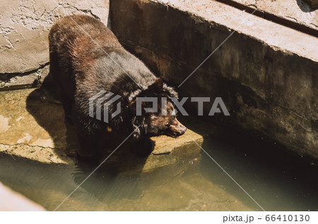 Beautiful young brown bear near the water Beautiful young brown bear near the water 66410130