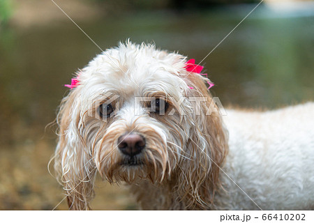 犬の犬種　キャバプー 66410202