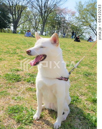 柴犬 白 ピクニック 芝生 青空 柴犬 白 ピクニック 芝生 青空 66410283