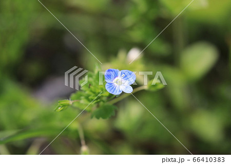 オオイヌノフグリ 66410383