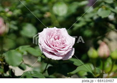 バラ園に咲くアメリカ原産の薄い紫が魅力の美しい薔薇 スターリングシルバー の写真素材