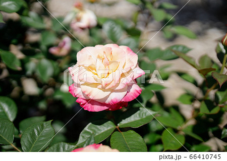 薔薇園に咲く白とピンクのグラデーションが美しいアメリカ原産の薔薇 アブラカタブラ の写真素材