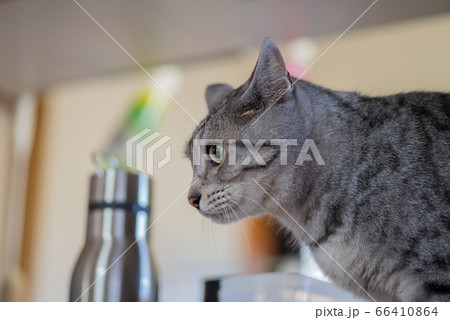 見つめるネコ　サバトラ猫 66410864