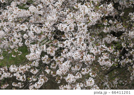 さくら さくら 66411201