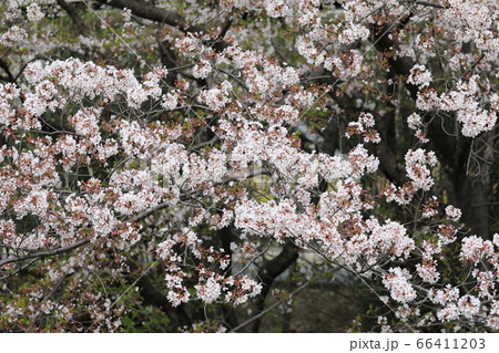 さくら さくら 66411203